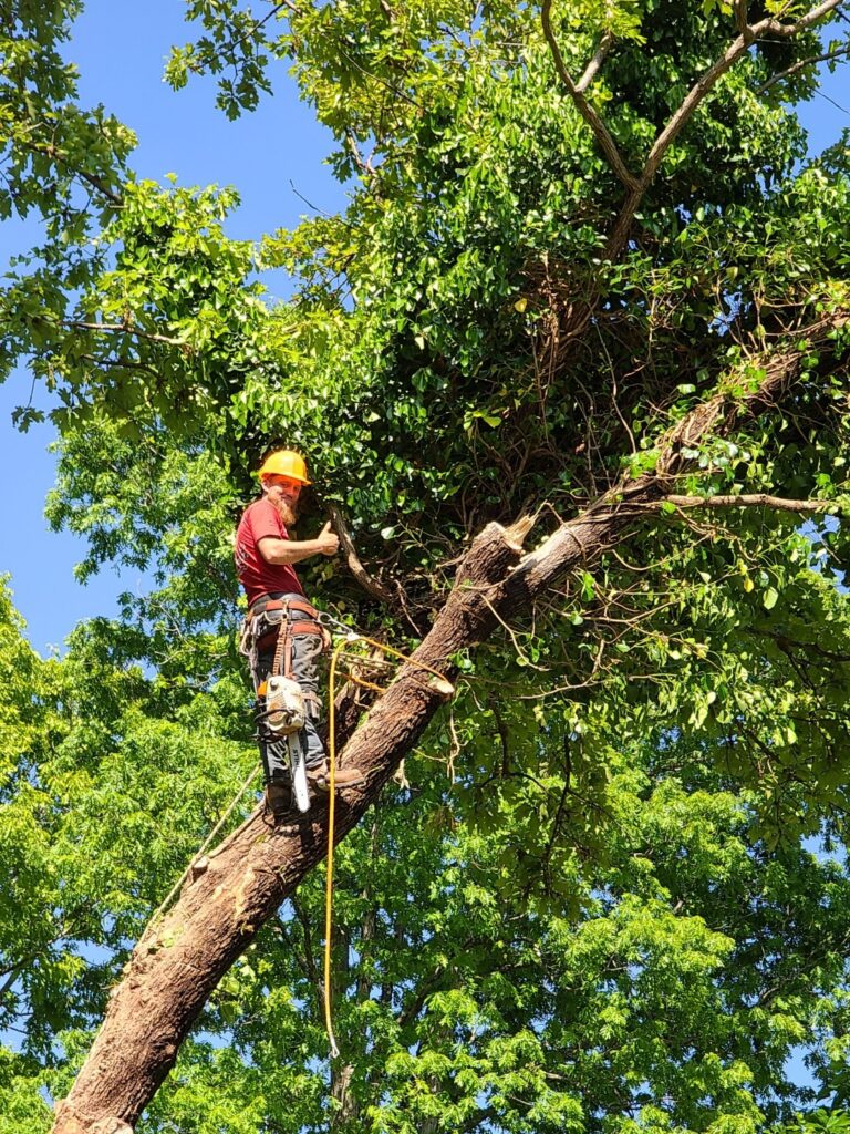 Spring Tree Care Tips - Big Red Tree Service