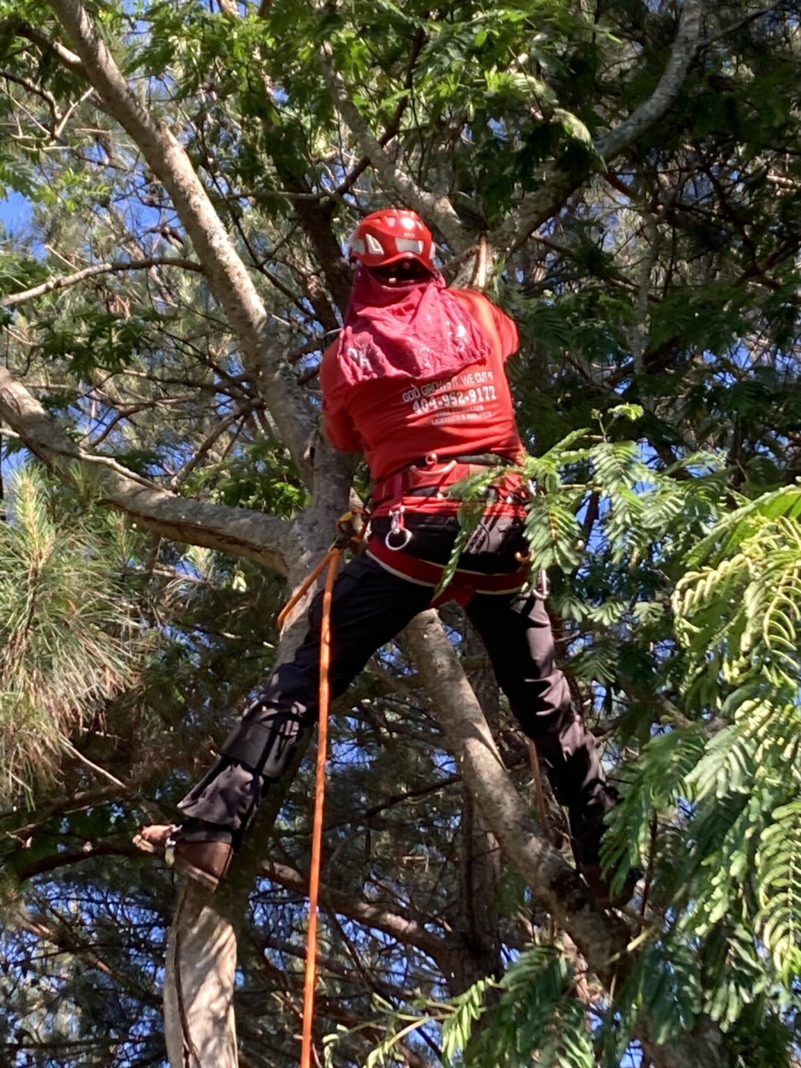 Gallery | Big Red Tree Service, LLC