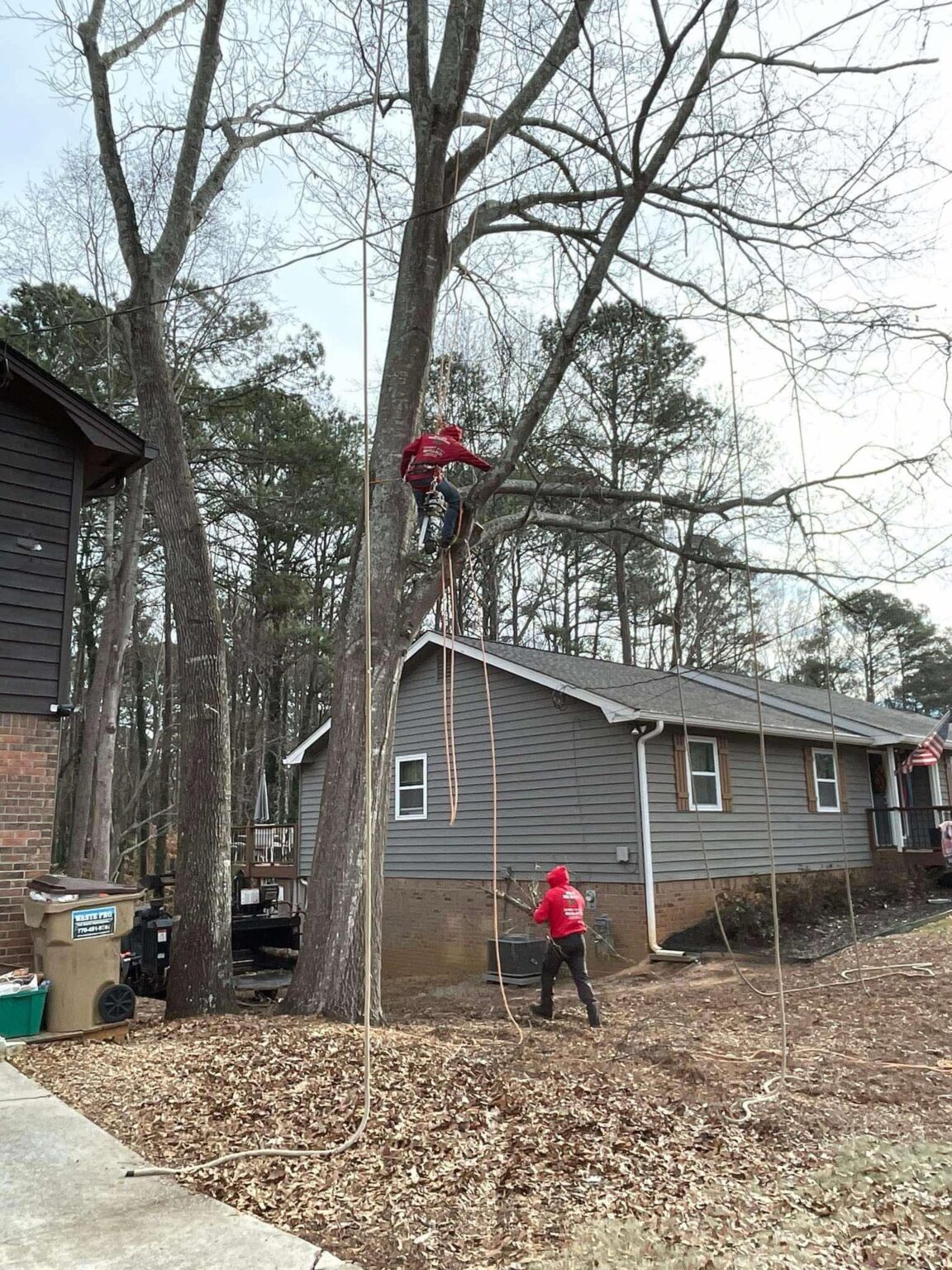 Gallery | Big Red Tree Service, LLC