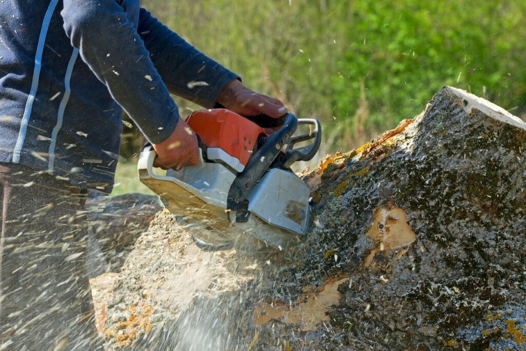 Tree Removal in Spring & Summer – Why Dacula, GA Homeowners Call Big Red Tree Service
