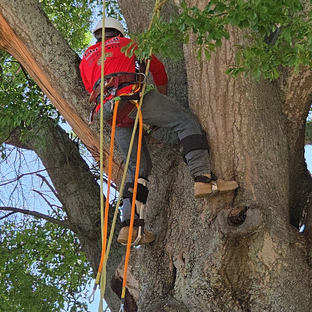 Tree Removal - Big Red Tree Service, LLC - Loganville, Dacula, Lawrenceville, Monroe, Snellville