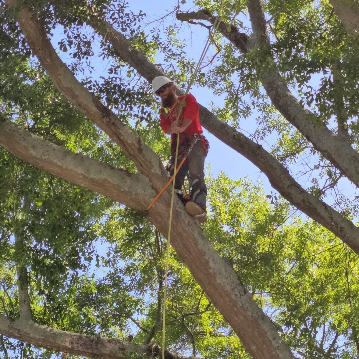 About Us - Big Red Tree Service, LLC - Loganville, Dacula