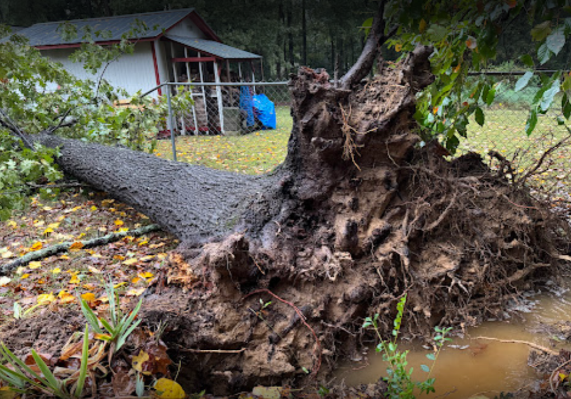 24/7 Emergency Tree Removal - Big Red Tree Service, LLC