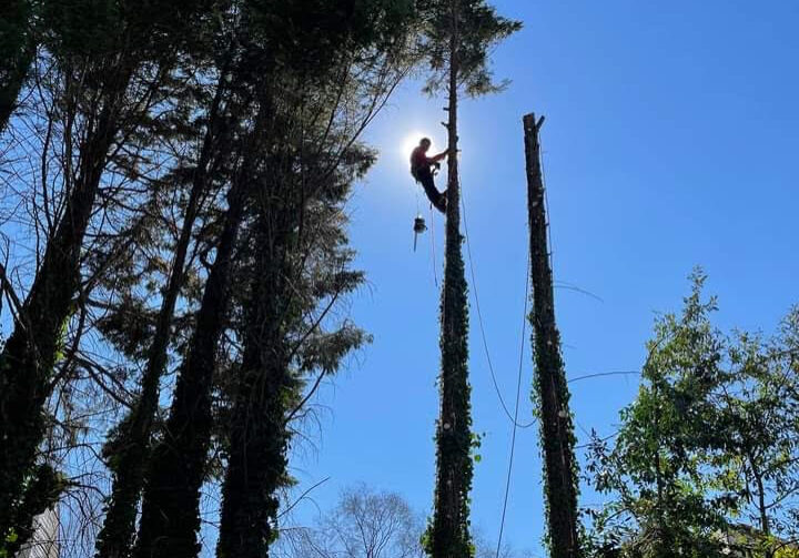 Tree Removal - Big Red Tree Service - Loganville, GA